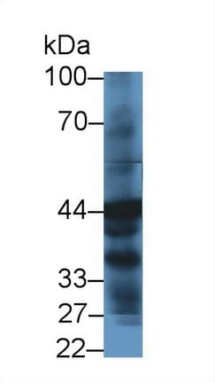 HPD Antibody (aa2-393, PE)