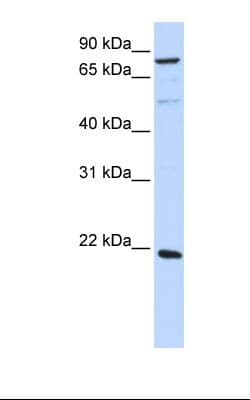 ARL11 Antibody (aa74-123)