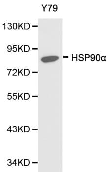 HSP90AA1 / Hsp90 Alpha A1 Antibody