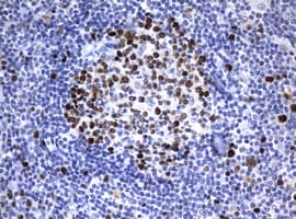 PCNA Antibody (clone OTI8C12)