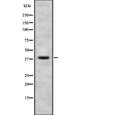 Polyclonal Rabbit anti-Human NUDC Antibody (IF, WB)