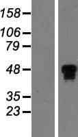 HNF4A / HNF4 Protein (Over-Expression Lysate Myc-DDK (Flag))