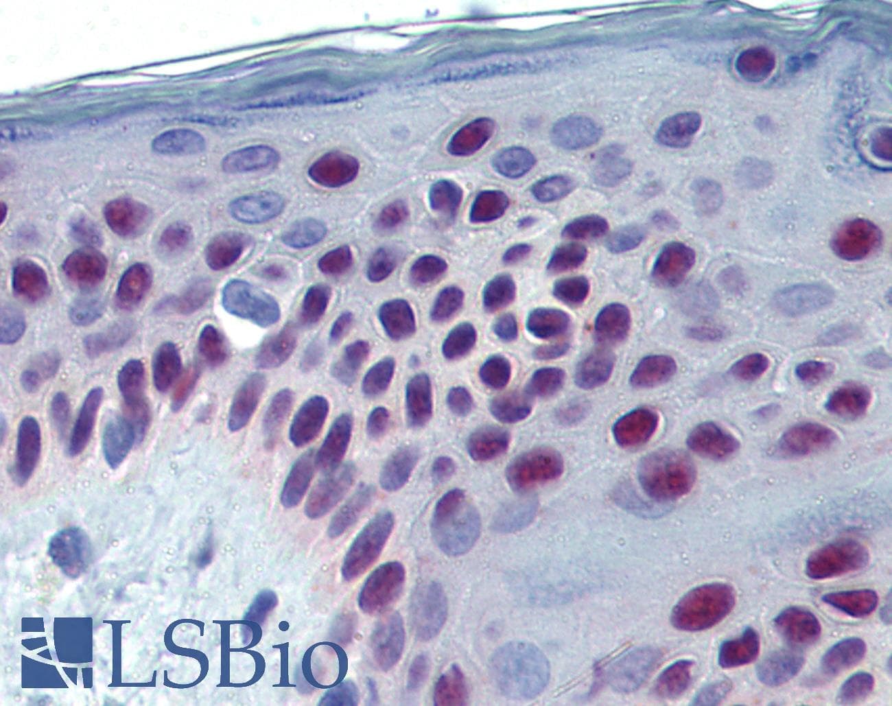 IHC-plus™ CASP7 / Caspase 7 Antibody