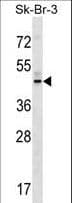 Polyclonal Rabbit anti-Human GPR87 Antibody (aa329-357, WB)