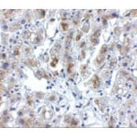 SIGLEC11 Antibody