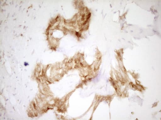 GRN / Granulin Antibody (aa327-593, clone OTI2F4)