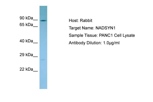 NADSYN1 / NAD Synthetase Antibody (C-Terminus)