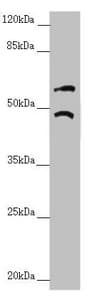 TRIM31 / RNF Antibody