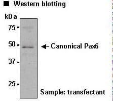 PathPlus™ Polyclonal Rabbit anti-Mouse PAX6 Antibody (IHC, WB)