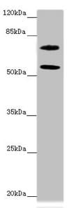 MOCS1 Antibody