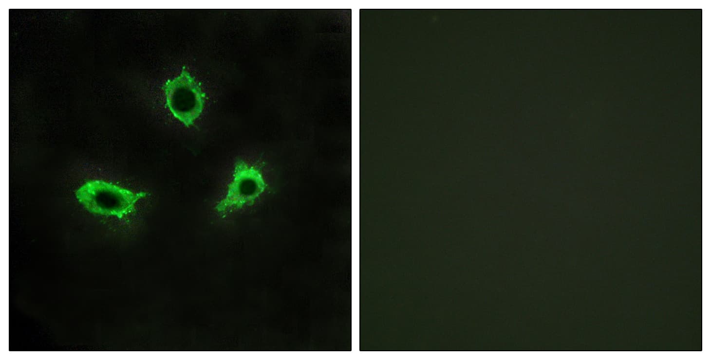 ADGRF4 / GPR115 Antibody (aa641-690)