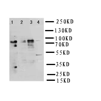 Polyclonal Rabbit anti-Human NRG2 Antibody (aa289-306, WB)