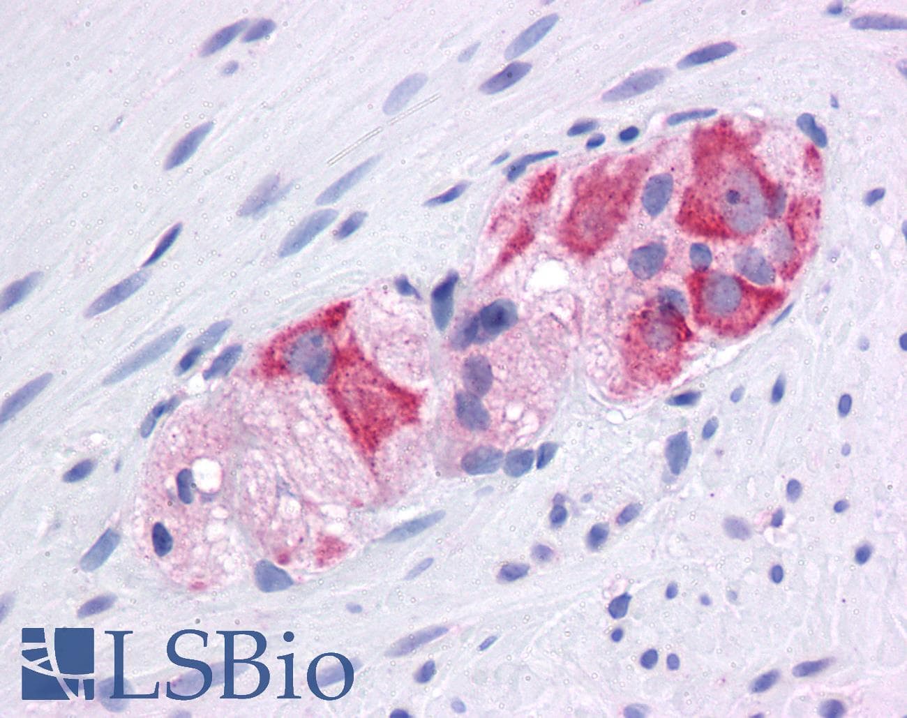 HSP90AA1 / Hsp90 Alpha A1 Antibody (aa108-157)