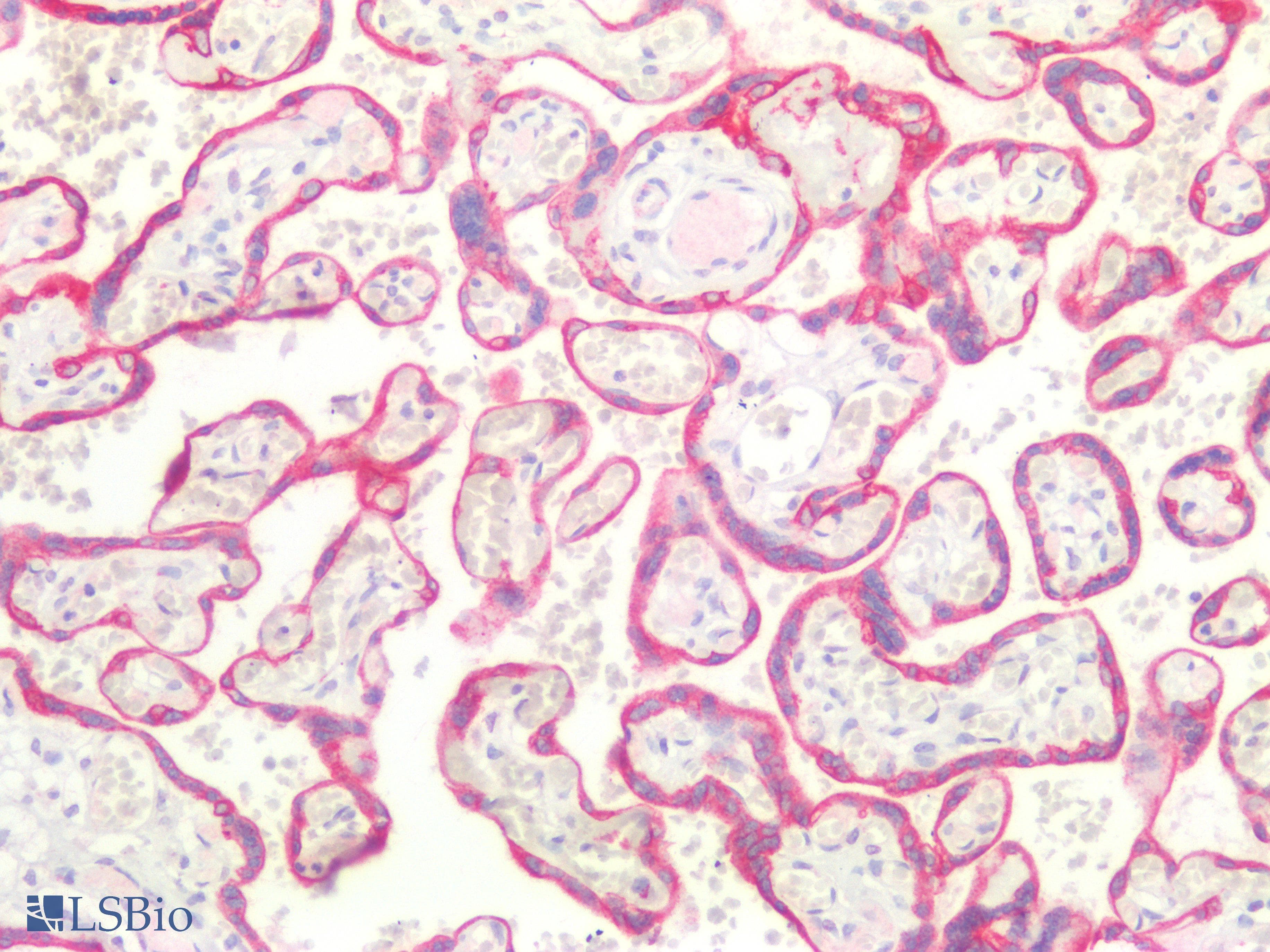 PathPlus™ Polyclonal Rabbit anti-Human CD36 Antibody (IHC)