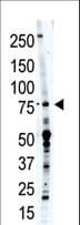 PTPRR Antibody (aa234-265)