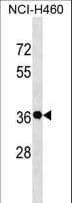 GSX2 / GSH2 Antibody (aa243-269)