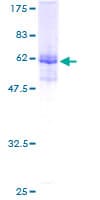 Human PLEKHS1 / C10orf81 Protein (Recombinant GST)