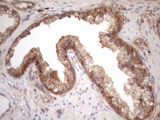 NPPB / BNP Antibody (aa27-102, clone OTI7A8)