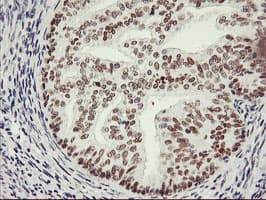 NABP2 Antibody (clone OTI1E11, Carrier-free)
