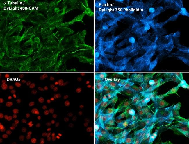 Alpha Tubulin Antibody (Amino Acid: 65-97, clone TU-01)