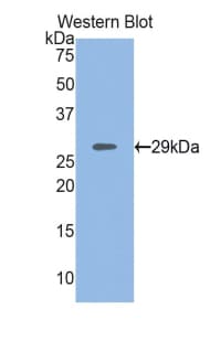MYH4 Antibody (aa1259-1495, Biotin)