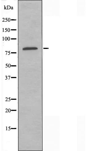 GPR48 / LGR4 Antibody