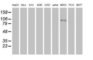 IHC-plus™ Complement C1R Antibody (clone 1F1)