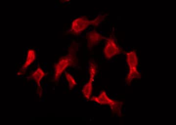 HRH3 / Histamine 3 Receptor Antibody