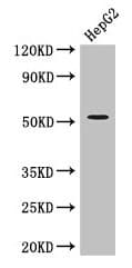 Polyclonal Rabbit anti-Human DAPK3 / ZIP Kinase Antibody (IF, WB)
