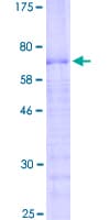 Human PRR11 Protein (Recombinant GST)
