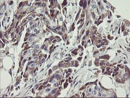 Monoclonal Mouse anti-Human C1orf151 Antibody (clone 4H7, Carrier-free, IHC, WB)