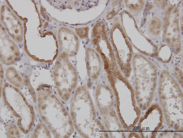 Monoclonal Mouse anti-Human Mitofusin 2 / MFN2 Antibody (clone 6A8, IHC, WB)