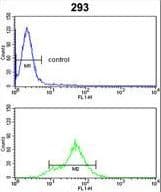 DDAH1 Antibody (aa221-250)