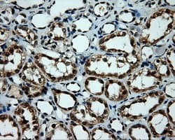MCL1 / MCL 1 Antibody (clone OTI3B4)