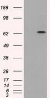 GBP2 Antibody (clone OTI1G1)