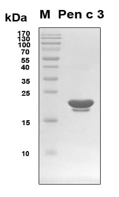 Penicillium citrinum Peroxisomal membrane protein (Recombinant 6His, N-terminus)