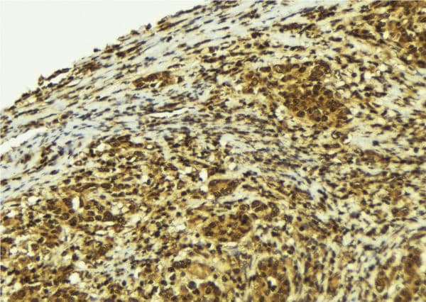 PIF1 Antibody