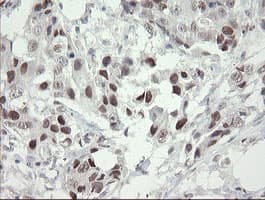TLE1 / TLE 1 Antibody (aa180-460, clone OTI1F9)