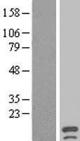 C1orf182 Protein (Over-Expression Lysate Myc-DDK (Flag))