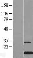 CLC Protein (Over-Expression Lysate Myc-DDK (Flag))
