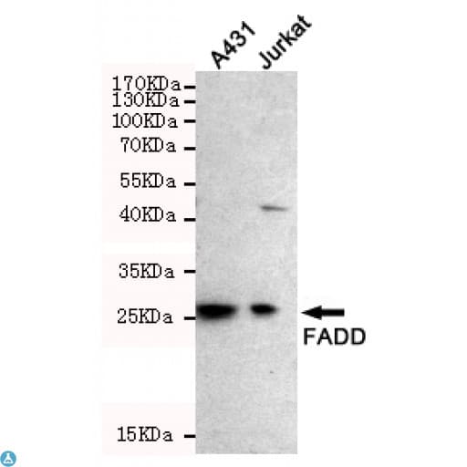 FADD Antibody