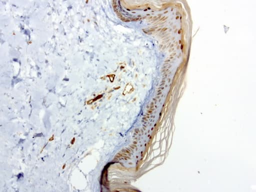 PECAM-1 / CD31 Antibody (clone UMAB31, Carrier-free)