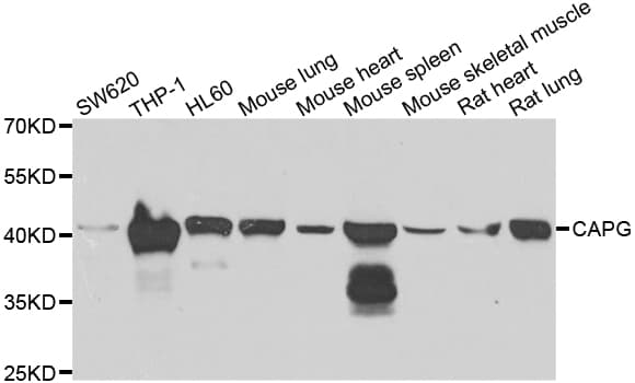 CAPG Antibody