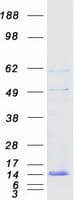 Human ATP6V0E1 Protein (Recombinant Myc-DDK (Flag))