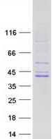 Human MBNL1 / MBNL Protein (Recombinant Myc-DDK (Flag))