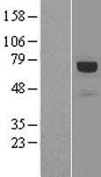 PXN / Paxillin Protein (Over-Expression Lysate Myc-DDK (Flag))