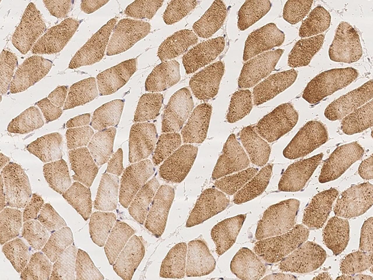 DLGAP2 Antibody