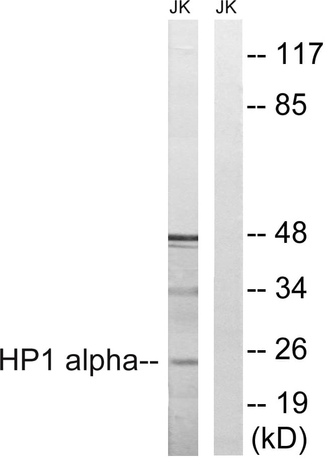 CBX5 / HP1 Alpha Antibody (aa58-107)