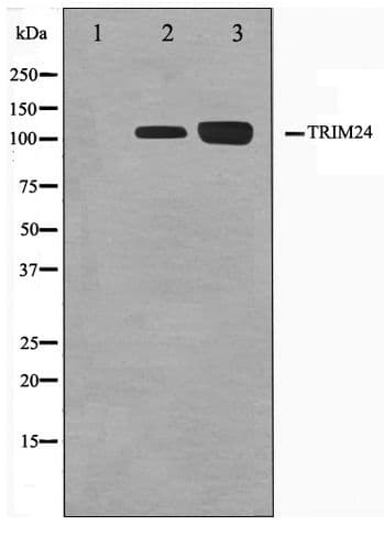 TRIM24 / TIF1 Antibody