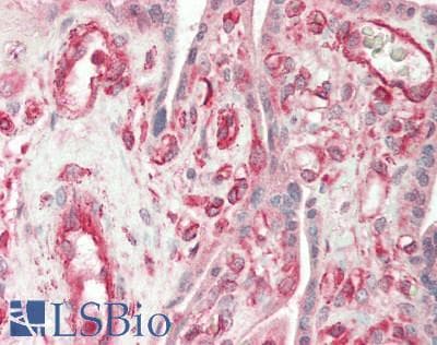 COL4A1 / Collagen IV Alpha1 Antibody (FITC)